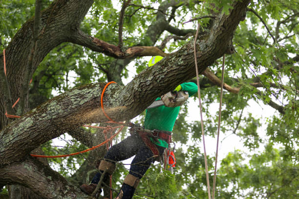 How Our Tree Care Process Works  in  West Grove, PA