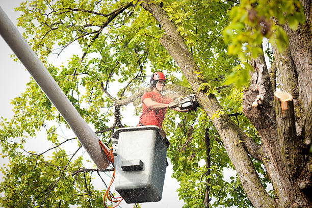 West Grove, PA Tree Care Company