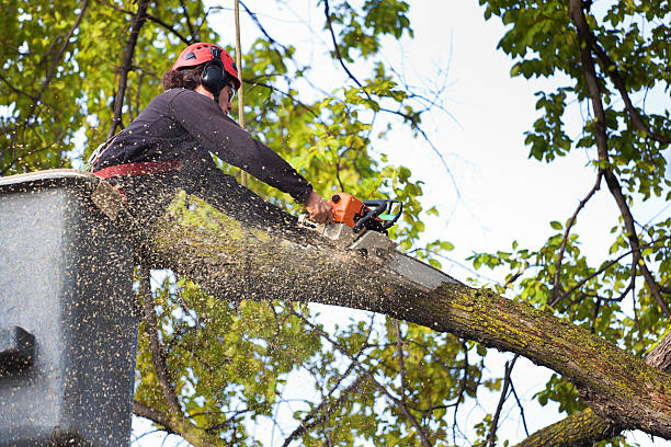 Best Lawn Disease Treatment  in West Grove, PA
